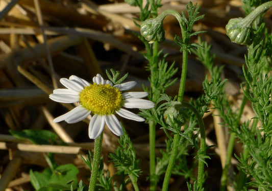 5 Herbs to Help You Sleep Through the Night