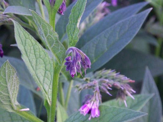 Comfrey