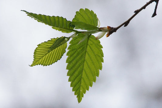 Slippery Elm