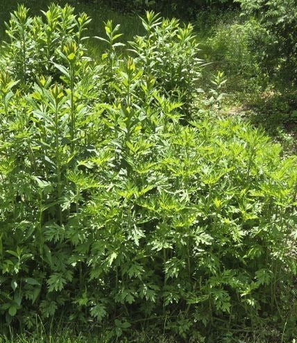 Wildcrafted Mugwort