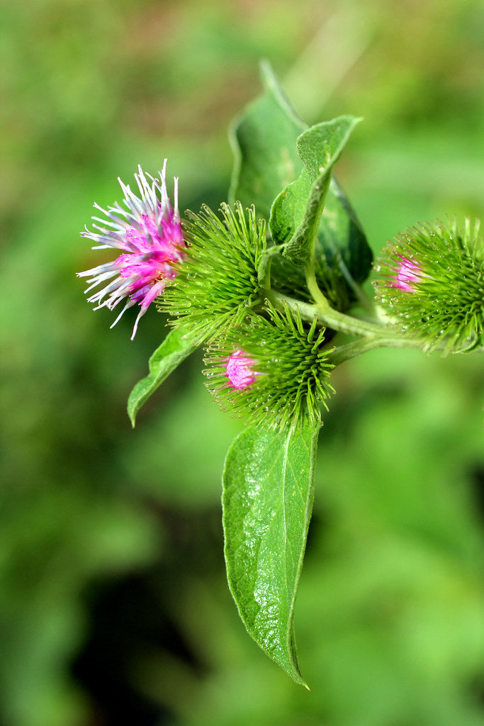 Burdock Benefits and Uses