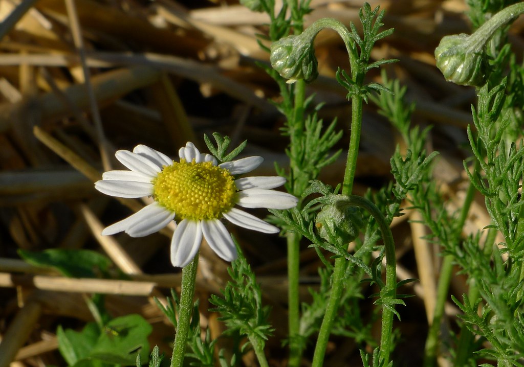 The Ultimate Guide to Chamomile: Everything You Need to Know