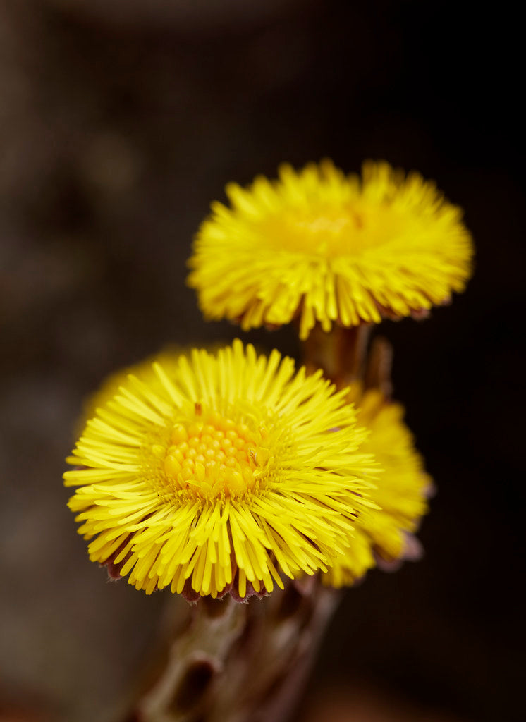 Medicinal Benefits and Traditional Uses of Coltsfoot