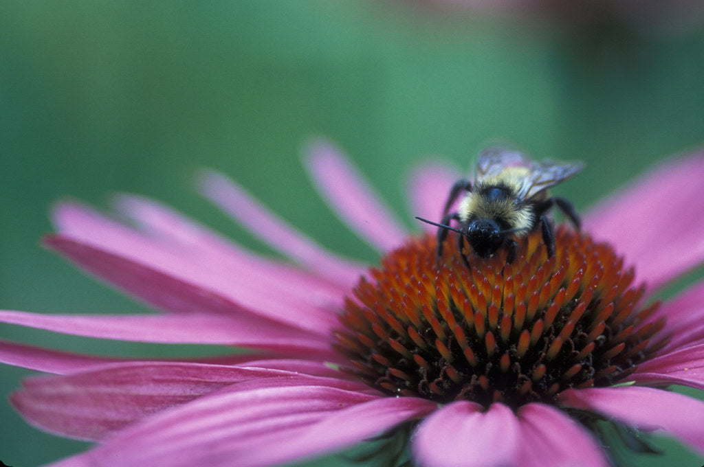 Our Top 5 Must-Have Herbs for Cold and Flu Season