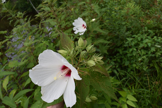 Marshmallow Root Benefits and Uses