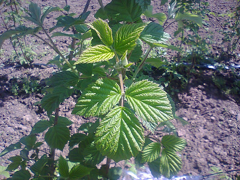 Red Raspberry Benefits and Uses