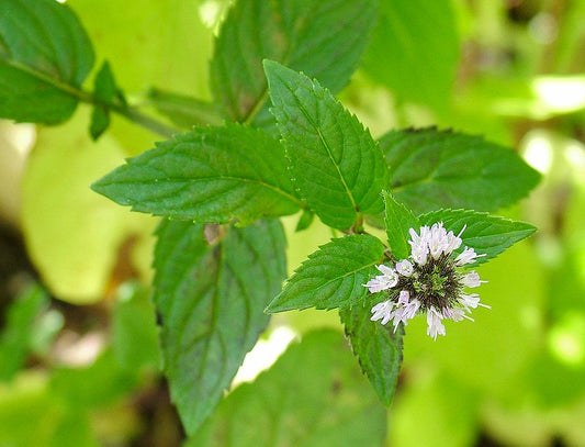 5 Herbs for Headaches