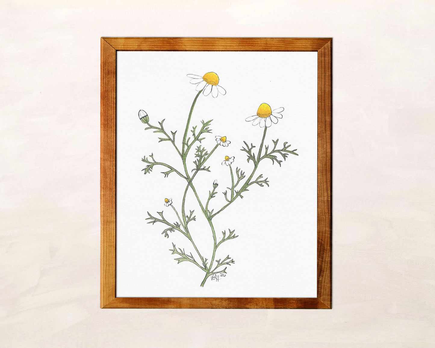 Chamomile Art Print from Original Watercolor Painting
