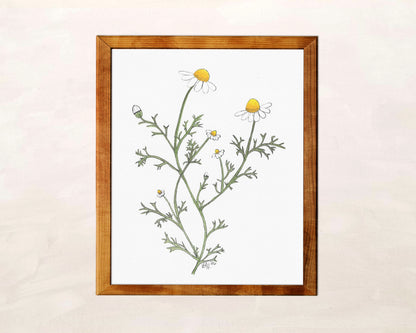 Chamomile Art Print from Original Watercolor Painting