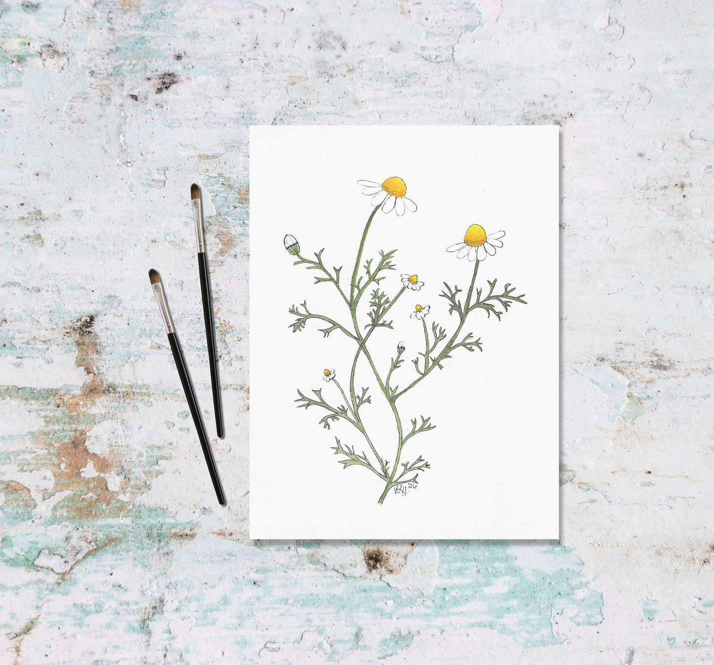 Chamomile Art Print from Original Watercolor Painting