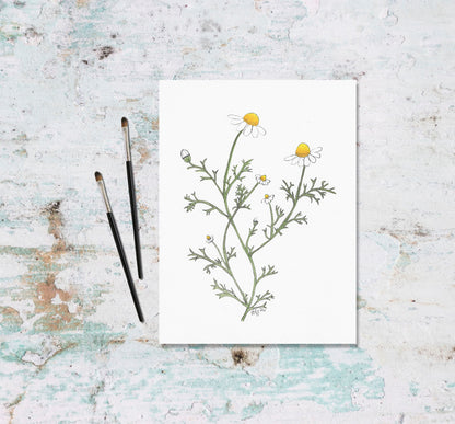Chamomile Art Print from Original Watercolor Painting