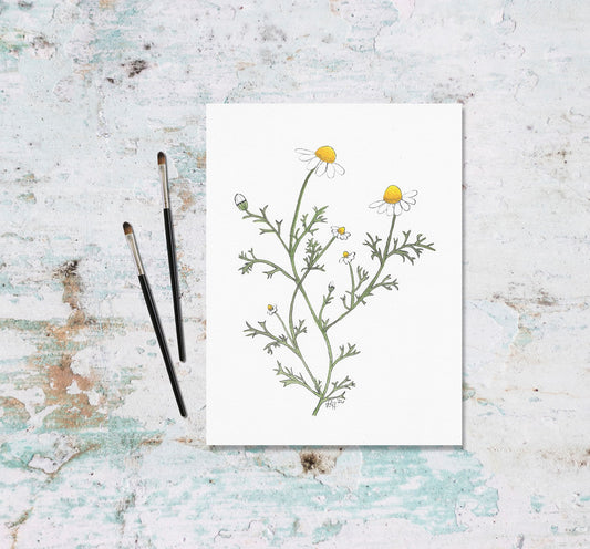 Chamomile Art Print from Original Watercolor Painting