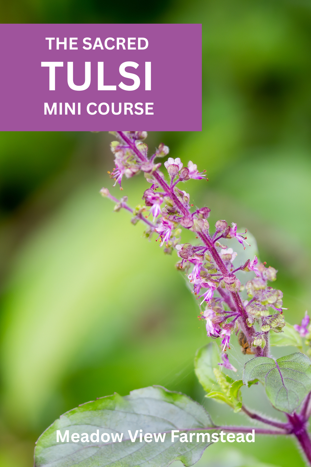 Tulsi (Holy Basil) Mini Course