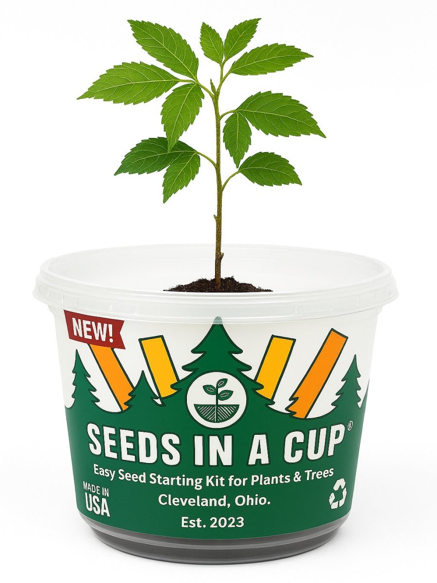 Basil | Plant Seed Starter Grow Kit | Seeds In A Cup®