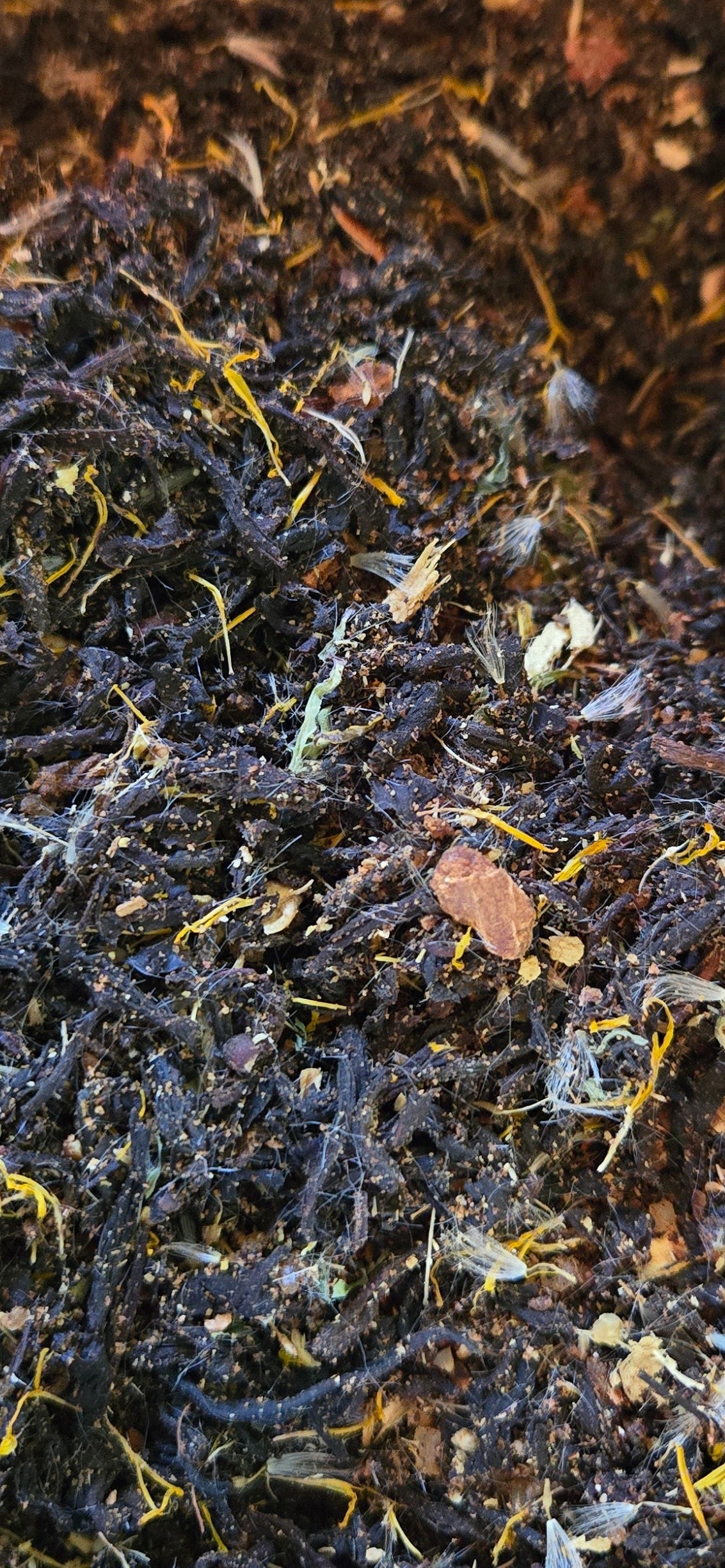 Vermont Maple Chai Tea