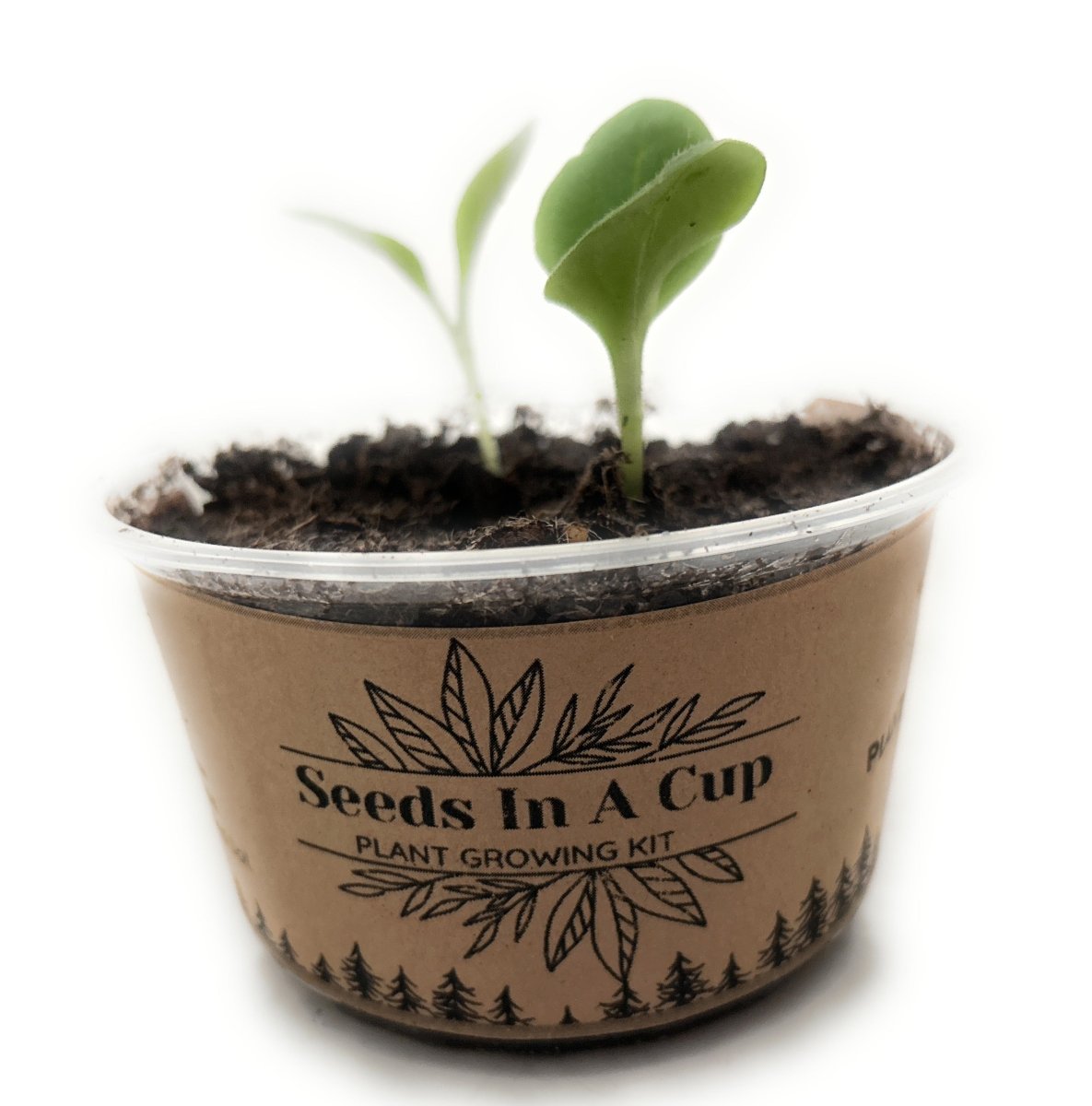 Seeds In A Cup® Original Herb Kit