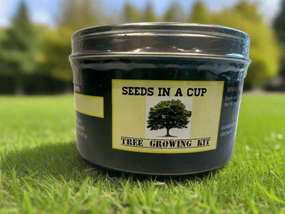 Seeds In A Cup® Original Herb Kit