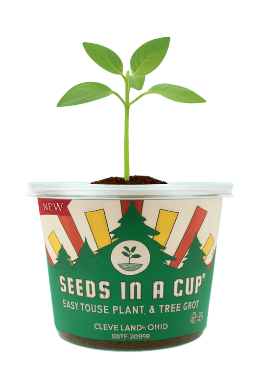 Caraway | Plant Seed Starter Grow Kit | Seeds In A Cup®