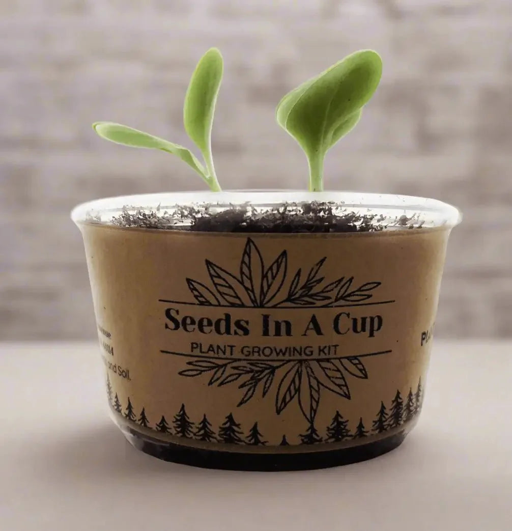 Chives | Plant Seed Grow Kit | Seeds In A Cup®